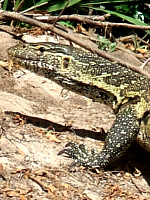 Water Monitor Water Monitor